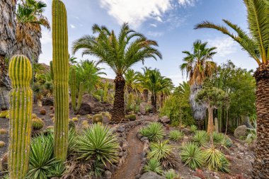 Kaktüsleri ve palmiyeleri olan bir çöl manzarası. Kaktüsler uzun ve yeşildir, palmiye ağaçları daha kısadır ve kahverengi yaprakları vardır. Gökyüzü açık ve mavidir ve güneş ışıl ışıl parlar.