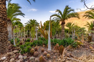 Palmiye ağaçları ve kaktüslerle dolu bir çöl manzarası. Resmin huzurlu ve huzurlu bir havası var.