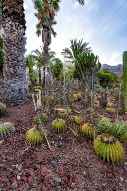 Birkaç palmiye ve kaktüsle çöl sahnesi. Kaktüsler çoğunlukla kahverengidir ve palmiye ağaçları uzundur.