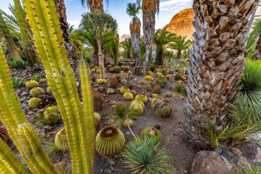 Bir sürü kaktüsü ve palmiyesi olan bir çöl sahnesi. Çöl kuru ve çorak, yaşam belirtisi yok.