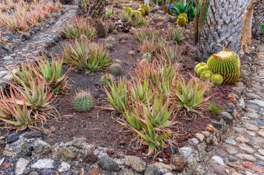 Kaktüs ve sulu bitkiler içeren çeşitli bitkilerle dolu bir bahçe. Bitkiler, derinlik ve doku hissi yaratacak şekilde sıralanmış.