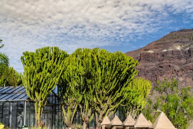 Arka planda bulutlu bir gökyüzü olan bir binanın önünde bir grup ağaç vardır. Ağaçlar uzun ve yeşil ve gökyüzü bulutlu.