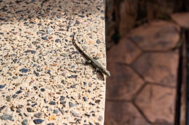 Bir kayanın üzerinde bir kertenkele oturuyor. Kertenkele yeşil ve kahverengidir. Kaya gri ve üzerinde bir sürü küçük taş var.