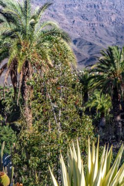 Arkasında palmiye ağaçları ve dağ olan yemyeşil bir orman. Ağaçlar uzun ve yapraklı. Huzurlu ve huzurlu bir atmosfer yaratıyorlar.