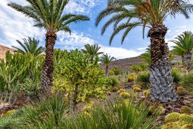 Palmiye ağaçları ve çalıları olan yemyeşil bir orman. Gökyüzü mavi ve hiç bulut yok.