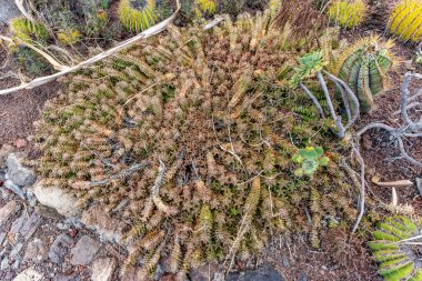 Kahverengi yapraklı ve yeşil saplı bir bitki. Bitki kayalar ve toprakla çevrili.