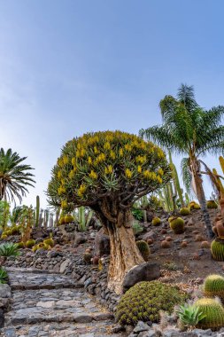 Sarı yapraklı bir ağaç kayalık bir tepenin önünde duruyor. Gökyüzü açık ve mavi, sahne huzurlu ve huzurlu.