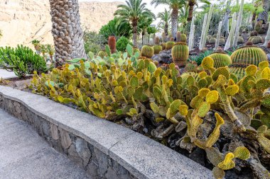 Taş çıkıntısı ve kaktüsü olan bir duvar. Kaktüsler sarı ve kahverengi.