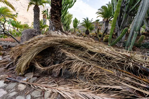 Yerde bir sürü ölü yaprak ve dal var. Yapraklar kahverengi ve dallar kuru.