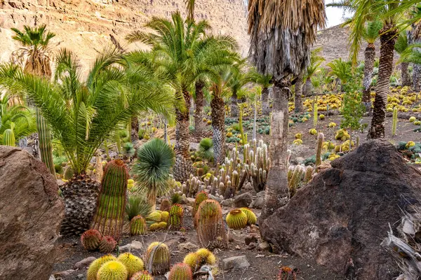 Bir avuç kaktüs ve palmiye ağacıyla çöl sahnesi. Görüntüde huzur ve sakinlik havası var.