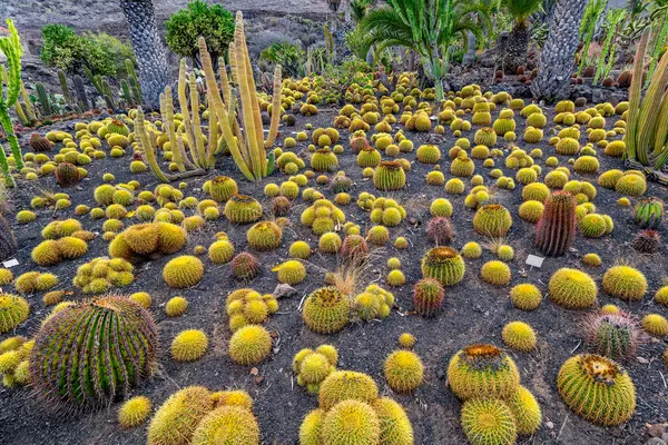 Sarı kaktüs tarlası ve diğer bitkiler. Tarla kuru ve kayalık.