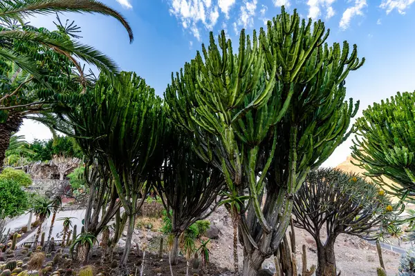 Yeşil yapraklı ve kahverengi gövdeli bir grup ağaç. Ağaçlar bir tarlada ve gökyüzü mavi