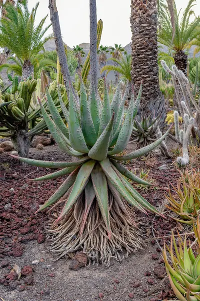 Kahverengi gövdeli büyük yeşil bir bitki diğer bitkilerle çevrilidir. Bitki uzun boylu ve dikenli bir görünüşü var.