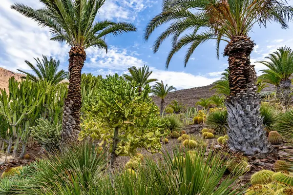 Palmiye ağaçları ve çalıları olan yemyeşil bir orman. Gökyüzü mavi ve hiç bulut yok.