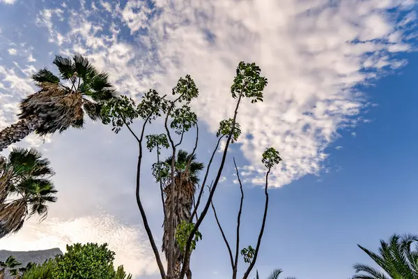 Birkaç yapraklı bir ağaç mavi bir gökyüzünün önündedir. Gökyüzü açık ve güneş parlıyor.
