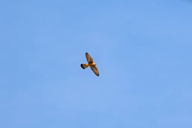Mavi gökyüzünün üzerinde bir kuş uçuyor. Kuş kahverengi ve beyazdır.
