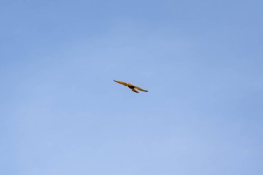 Mavi gökyüzünün üzerinde bir kuş uçuyor. Kuş sarıdır ve uzun bir kuyruğu vardır. Gökyüzü berrak ve parlak, görünürde bulut yok. Kuşun uçuşu zarif ve zahmetsizdir.