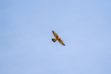 Mavi bir arka planı olan bir kuş gökyüzünde uçuyor. Kuş sarıdır ve uzun bir kuyruğu vardır.