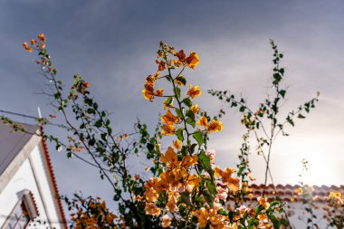 Ağaçta bir demet portakal çiçeği yetişiyor. Gökyüzü mavi ve bazı bulutlar var.