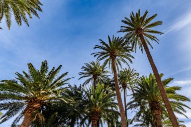 Bir grup palmiye ağacı, üzerinde açık mavi gökyüzü olan yemyeşil bir ormandadır. Ağaçlar uzun ve yayılmış, açıklık ve sükunet hissi yaratıyor.