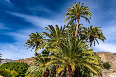 Arka planda üç palmiye ağacı olan bir palmiye ağacı. Gökyüzü mavi ve gökyüzünde bulutlar var.