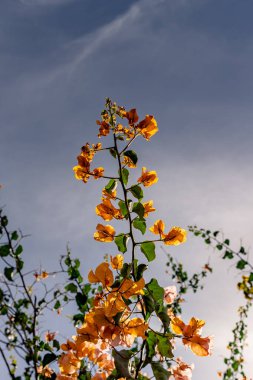 Sarı çiçekli bir ağaç mavi bir gökyüzünün ortasındadır. Çiçekler parlak ve neşeli, ve gökyüzü açık ve parlak