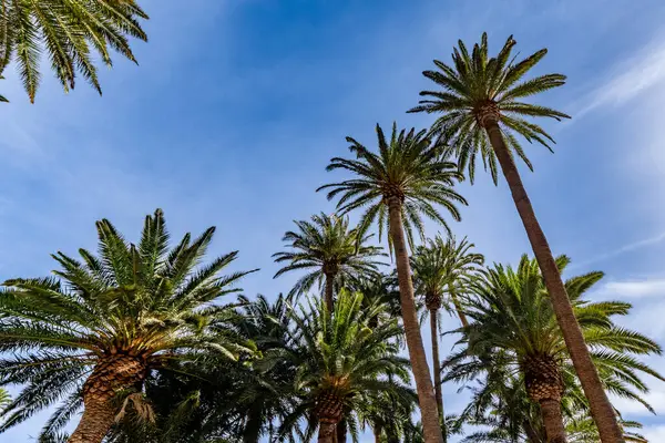 Bir grup palmiye ağacı, üzerinde açık mavi gökyüzü olan yemyeşil bir ormandadır. Ağaçlar uzun ve yayılmış, açıklık ve sükunet hissi yaratıyor.