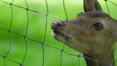 Bir geyik tel örgülerin arasından bakıyor. Çit yeşil ve geyik kahverengi.