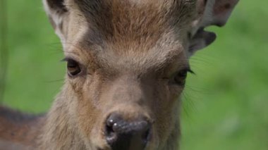 Kahverengi burunlu ve kahverengi gözlü bir geyik. Geyik kameraya bakıyor. Görüntünün sakin ve huzurlu bir havası var.
