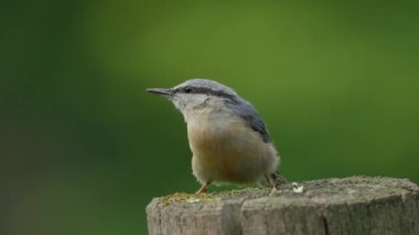 Hiçbir şey beslenmek için bir dala tünemedi, sitta europaea, sittidae, geçenler