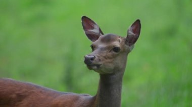 Roe geyiği, capreolus capreolus, yiyecek arar ve etrafa bakar..
