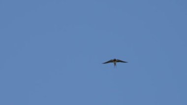 Mavi gökyüzünün üzerinde bir kuş uçuyor. Kuş küçük ve siyahtır. Gökyüzü berrak ve parlak, görünürde bulut yok.