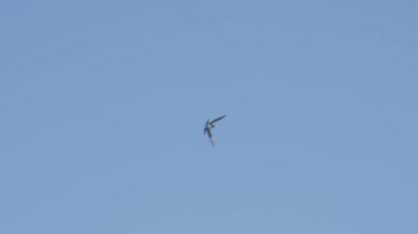 Mavi gökyüzünün üzerinde bir kuş uçuyor. Kuş küçüktür ve uzun bir kuyruğu vardır.