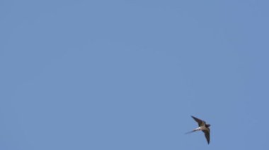 Mavi gökyüzünün üzerinde bir kuş uçuyor. Kuş küçüktür ve uzun bir kuyruğu vardır.