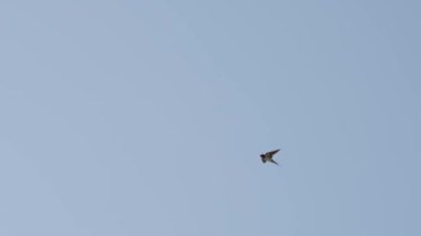 Gökyüzünde bir kuş uçuyor. Gökyüzü açık ve mavi