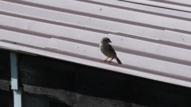 Bir kuş çatıya tünemiştir. Kuş küçük ve kahverengi. Çatı tahtadan yapılmıştır.