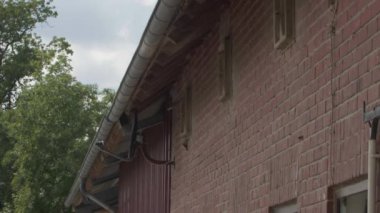 Ortak ev Martin Bird 'ler çatıdaki yuvalarına uçuyor ve yavru kuş yuvalarına yiyecek getiriyorlar.