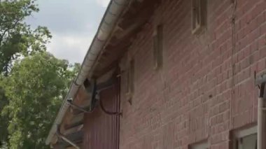 Ortak ev Martin Bird 'ler çatıdaki yuvalarına uçuyor ve yavru kuş yuvalarına yiyecek getiriyorlar.