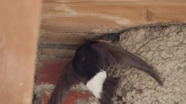 Martins Hanesi (Delichon urbicum) kapatın.