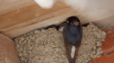 Martins Hanesi (Delichon urbicum) kapatın.
