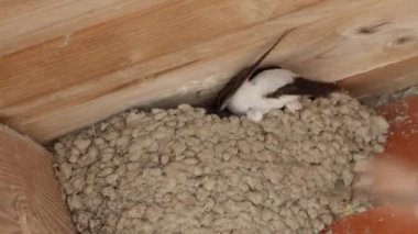 Martins Hanesi (Delichon urbicum) kapatın.