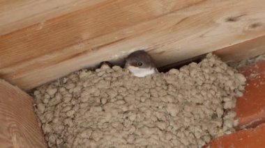 Martins Hanesi (Delichon urbicum) kapatın.
