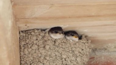Martins Hanesi (Delichon urbicum) kapatın.