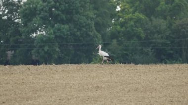 Uzun boyunlu beyaz bir kuş tarlada yürüyor. Kuş kuru çimlerin üzerinde duruyor.