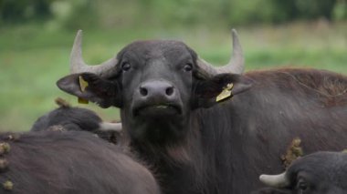 Tarladaki büyük siyah bufalo.