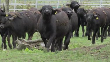 Çiftlikteki büyük siyah boğa.