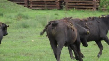 Alanını otlatma at sürüsü