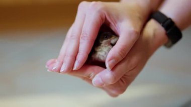 Bir insan elinde küçük bir hayvan tutuyor. Hayvan yavru bir tavşandır. Kibardır ve tavşana karşı şefkatlidir.