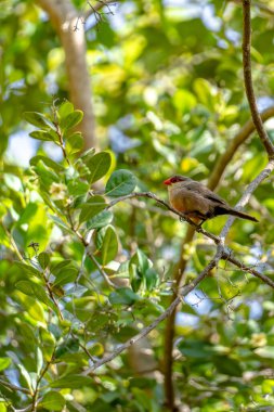 A common waxbill sitting in a tree clipart