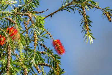 Canlı kırmızı şişe fırçası çiçekleri, güneşli bir açık havada yemyeşil yeşillik bir zemin üzerinde çiçek açar.